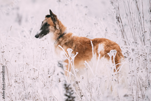Photos Russian Wolfhound Hunting Sighthound Russkaya Psovaya Borzaya Dog During Hare-hu