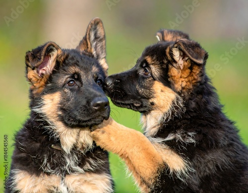 Two young canines in a playful moment, one touching the other, outdoor bright sunlight