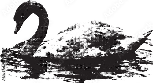 Swan in water. Elegant bird vector illustration with clean details and smooth texture, depicted in monochrome style.