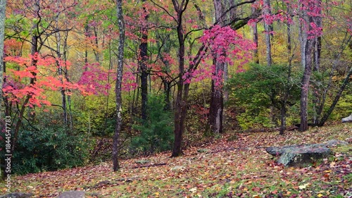 A location within the Great Smoky Mountains shows colorful autumn leaves falling to the ground as the wind blows