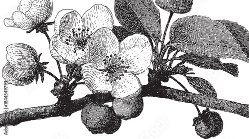 Apple flower blooming on a branch in monochrome. Detailed vintage vector illustration of nature's botanical beauty.