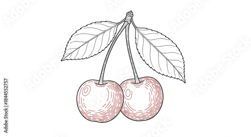 Exquisite hand-drawn illustration depicting two ripe cherries on a single stem with vibrant leaves, showcasing intricate detail and a fresh, organic appeal.