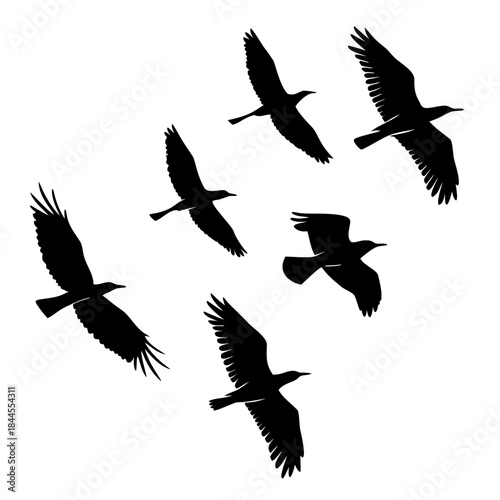 Six black bird silhouettes in flight on white background
