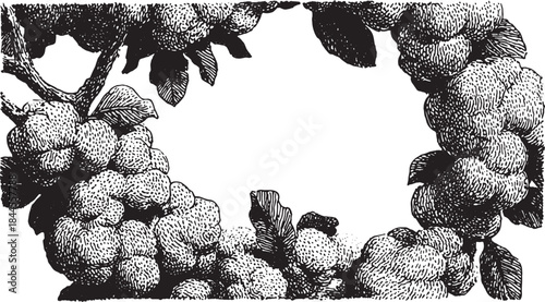 Vintage black and white fruit illustration featuring detailed leaves and borders. The design includes a textured frame, vector artwork.