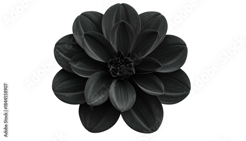 A detailed, high-contrast, overhead view of a dark dahlia on a solid black background