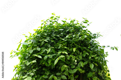A tree with green leaves isolated on a white background.