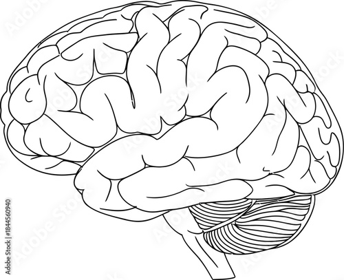 Hand drawn human brain outline sketch isolated on white background