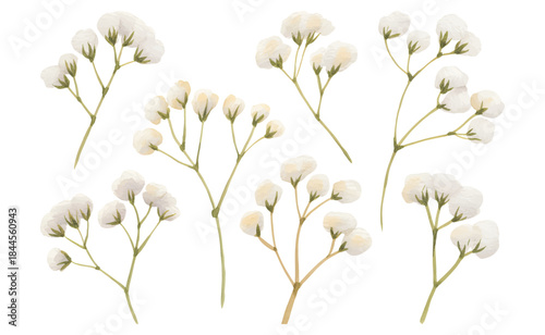 Soft watercolor flower set with tropical bird of paradise stems. Tropical paradise flowers with delicate petals and warm tones.