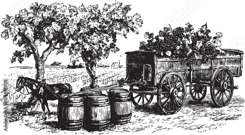 Vintage cart with wine barrels beside a vineyard in a rural scene. Black and white vector illustration featuring a horse and lush grape vines.
