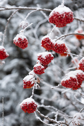 Clusters of red berries hanging on a Mountain Ash tree that are covered with fresh white snow in the winter time.