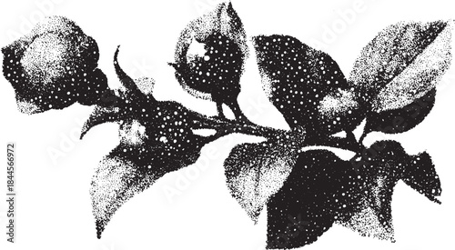 Black and white rose illustration with detailed leaves and petals. Botanical vector design suitable for various decorative purposes.