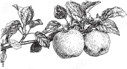 Apple illustration featuring detailed leaves and branch. Black and white vector set highlighting natural beauty and simplicity.