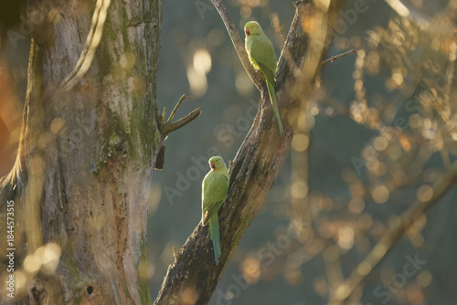 Two ring-necked parakeets on a tree trunk, green parakeets at sunset on a tree, ring-necked parakeets enjoying the last rays of sunshine at sunset, Psittacula krameri
