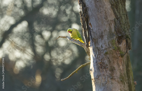 A rose-ringed parakeet on a branch looks down curiously, green parakeets on a tree at sunset, curious rose-ringed parakeets on a branch with bokeh in the background, Psittacula krameri