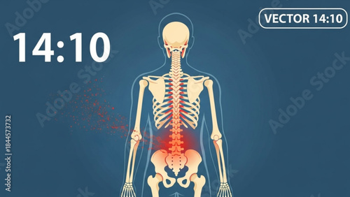 Vector illustration of a human skeleton with highlighted spine and lower back pain on blue background