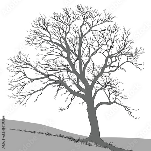 A solitary bare deciduous tree with intricate branches and a strong trunk stands on a gentle grassy slope against a stark white background symbolizing winter