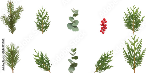Set of winter holiday foliage elements including pine, cedar, eucalyptus, and red berries