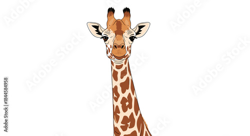 Close up portrait of a giraffe head and neck on a white background.