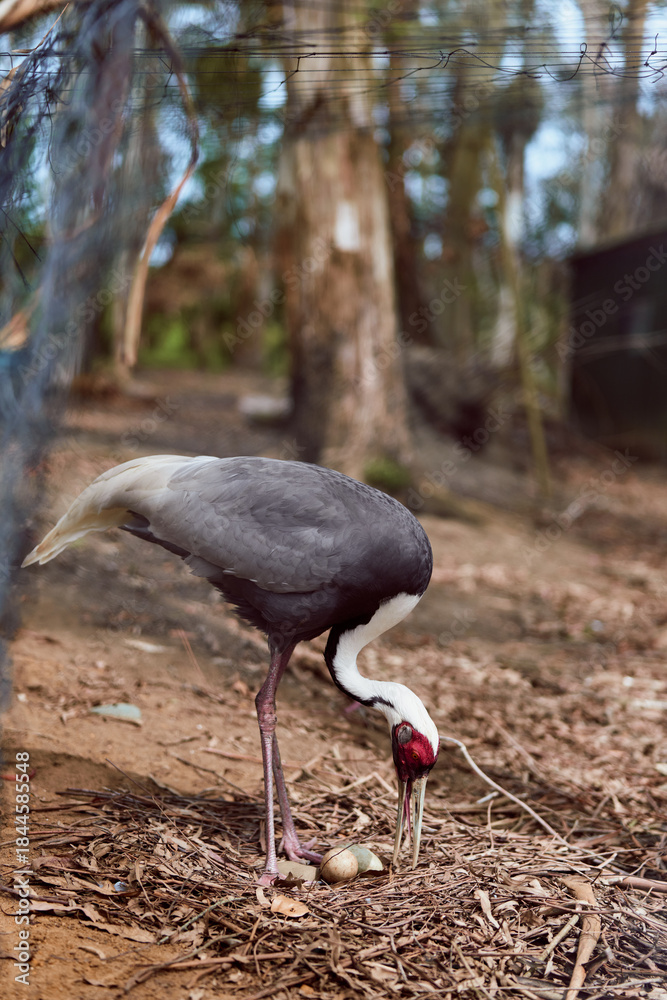 Fototapeta premium Crane bird tending nest with eggs, adult incubation behavior in a wildlife nature scene on forest floor. Closeup of parental care and grounded wading bird in natural habitat.