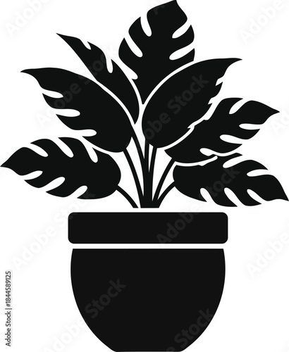 Potted monstera deliciosa plant illustration houseplant exotic foliage design element for home garden interior decoration tropical flora botanical silhouette on transparent background