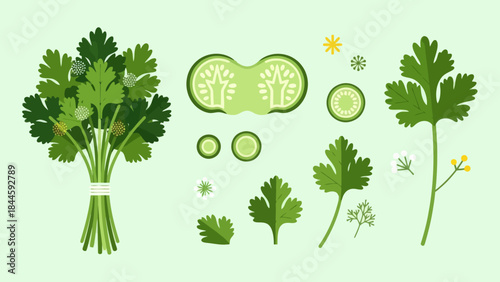 Simplified Illustration of Parsley and Cucumber Slices in a Fresh Arrangement
