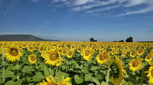 Sunflower in bloom swaying in the warm summer wind against the blue summer sky, at Lop Buri THAILAND. Ideal for nature, travel, and seasonal projects