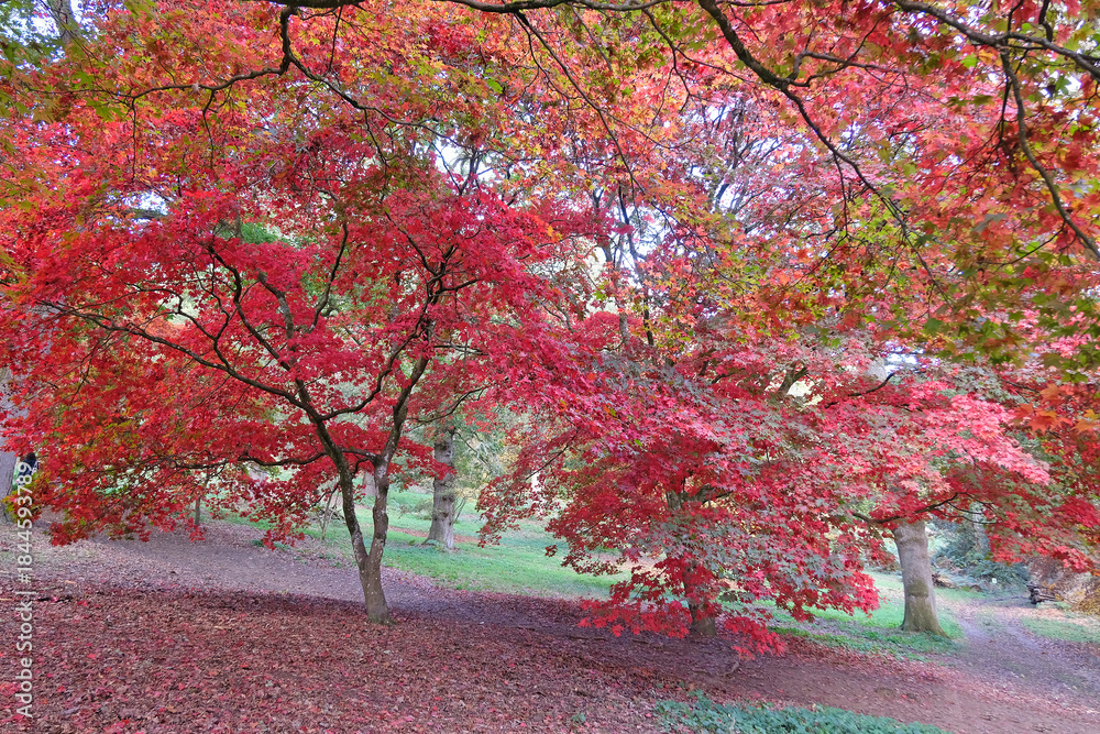 Naklejka premium The red and orange autumn colour of acer palmatum or Japanese maple trees.