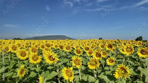 Sunflower in bloom swaying in the warm summer wind against the blue summer sky, at Lop Buri THAILAND. Ideal for nature, travel, and seasonal projects
