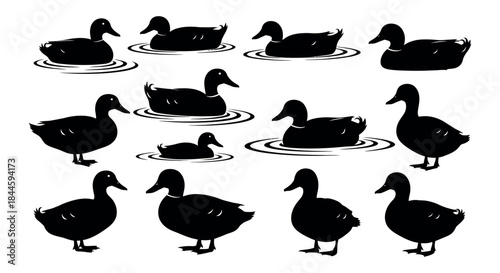 Collection of Silhouetted Ducks Floating and Standing on Water