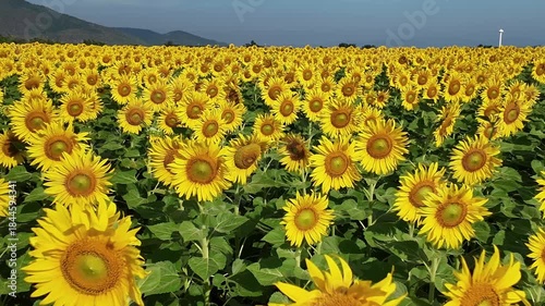 Sunflower in bloom swaying in the warm summer wind against the blue summer sky, at Lop Buri THAILAND. Ideal for nature, travel, and seasonal projects
