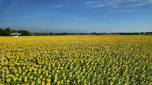 Sunflower in bloom swaying in the warm summer wind against the blue summer sky, at Lop Buri THAILAND. Ideal for nature, travel, and seasonal projects
