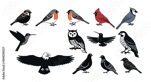 A captivating collection of diverse bird species, featuring detailed black and white illustrations with subtle red accents, showcasing various feathered wildlife for nature enthusiasts