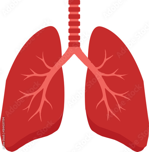 Human Lungs Anatomy Vector Illustration