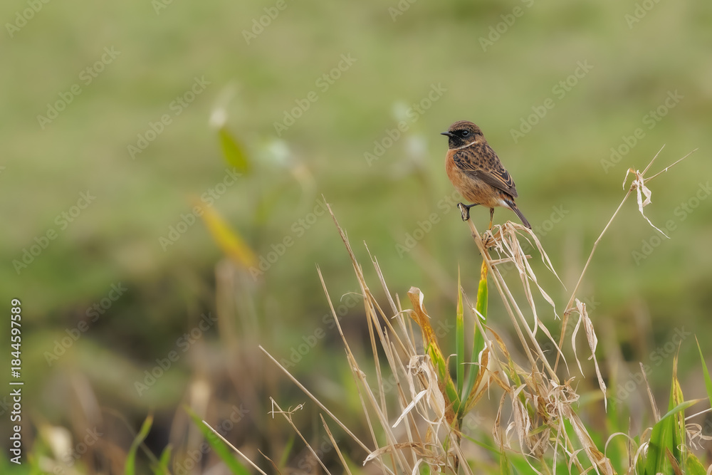 Fototapeta premium Redstart in its natural habitat sitting in the reeds