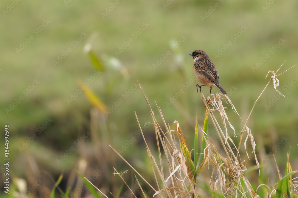 Fototapeta premium Redstart in its natural habitat sitting in the reeds