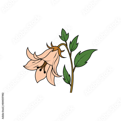 Bell Flower Botanical Vector Illustration with Green Leave