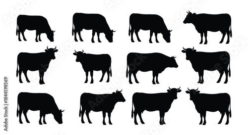 Dynamic collection of black cow and cattle silhouettes in various poses, including grazing and standing, perfect for agricultural, farm animal, and livestock design projects