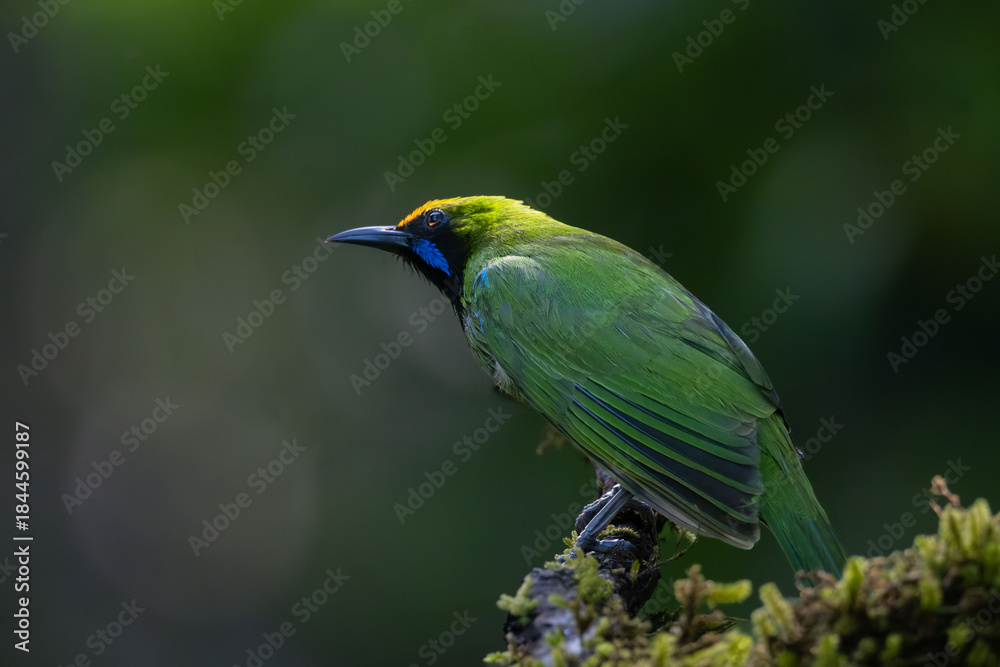 Fototapeta premium Close up portrait of green leafbird perched on branch with soft natural background