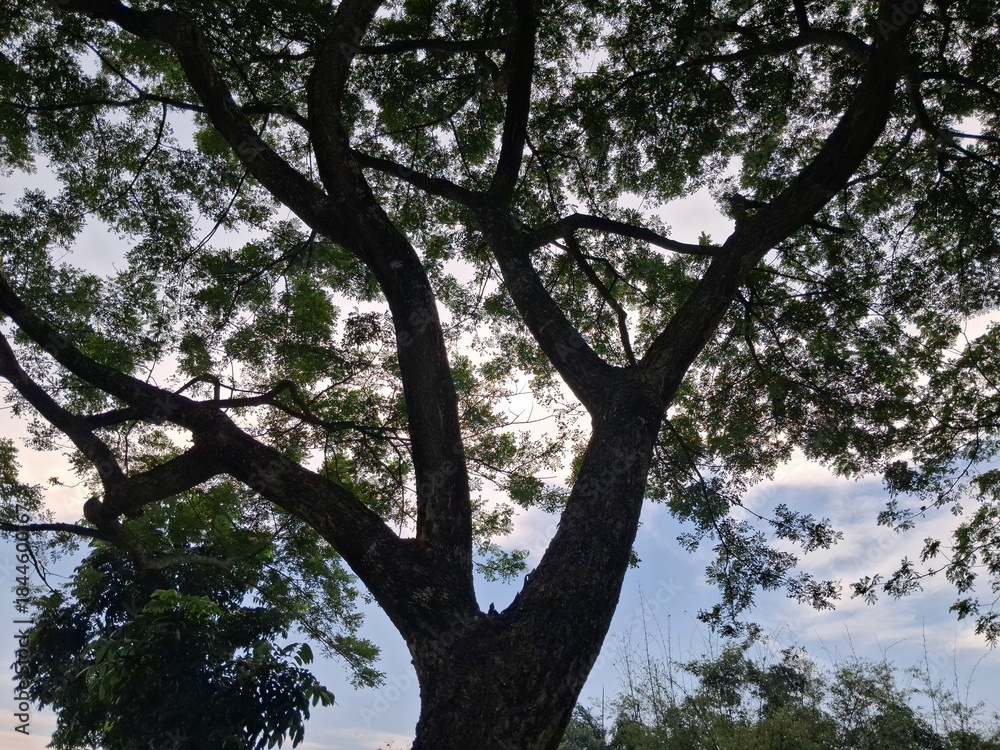 Fototapeta premium large tree with green leaves against cloudy sky