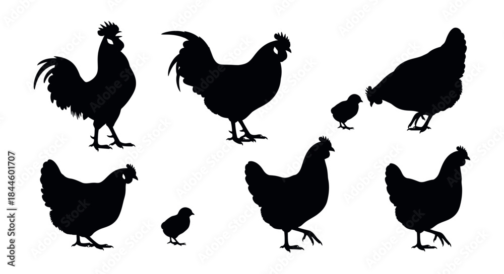 Obraz premium Illustrative vector set showcasing various duck silhouettes, depicting waterfowl in different poses on water and dry land, perfect for wildlife and avian designs and concepts