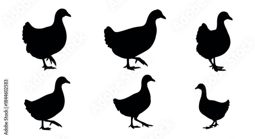 Collection of six diverse silhouettes of chickens in motion, captured from different angles and poses, creating a dynamic visual representation of poultry