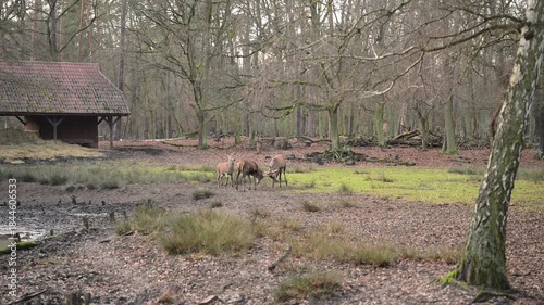 Static 4K video capturing the intense moment of the deer rut. Natural behavior in a scenic clearing with sparse trees. Great for nature documentaries and relaxation.