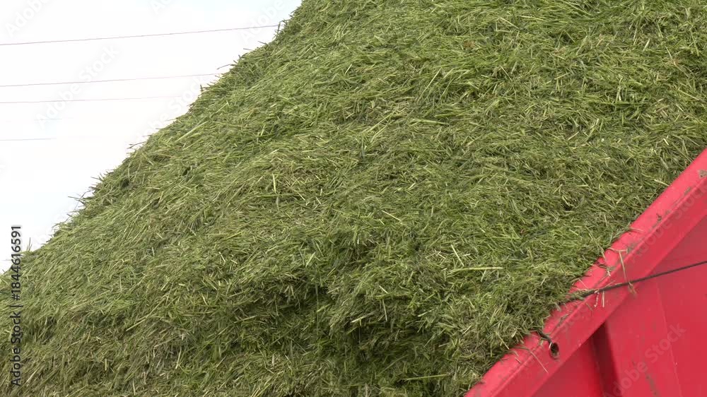 A tractor and trailer unloading crunched corn leaves to make corn ...