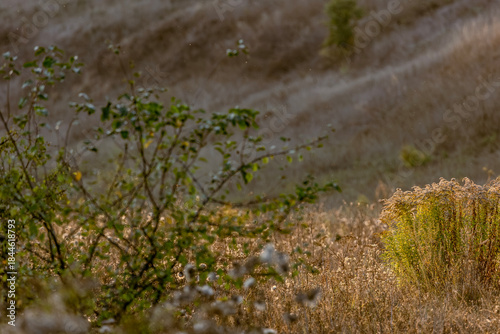 Картината върху платно Wild green bush on hillside in warm evening light