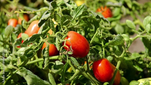 Growing tomatoes in the field