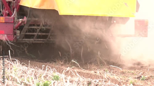 Mechanical harvesting of potatoes on the field. Careful laying of root crops. Organic potato. Tractor with harvester at the potato crop

