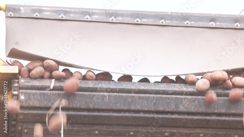 The potato belt conveyor moves the potatoes into the container. Close-up. Agricultural potato harvest
