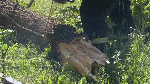 After a hurricane storm damage trees with professional city utilities cutting a tree in the city. Sawing a tree with a chainsaw broken the trunk tree after a hurricane