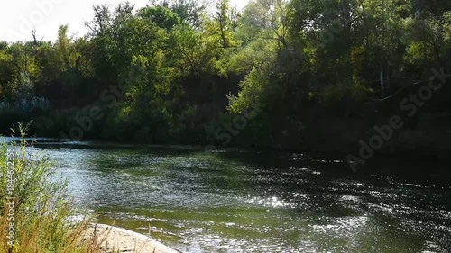 River flowing through a lush green forest on a sunny summer day