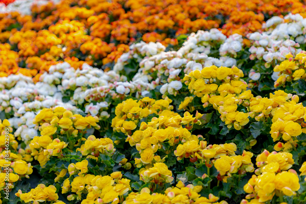Fototapeta premium Selective focus of multicolour flowers Elatior Begonia in the garden, The Elatior or Reiger begonia is an hybrid species of flowering plant in the family Begoniaceae, Natural floral pattern background